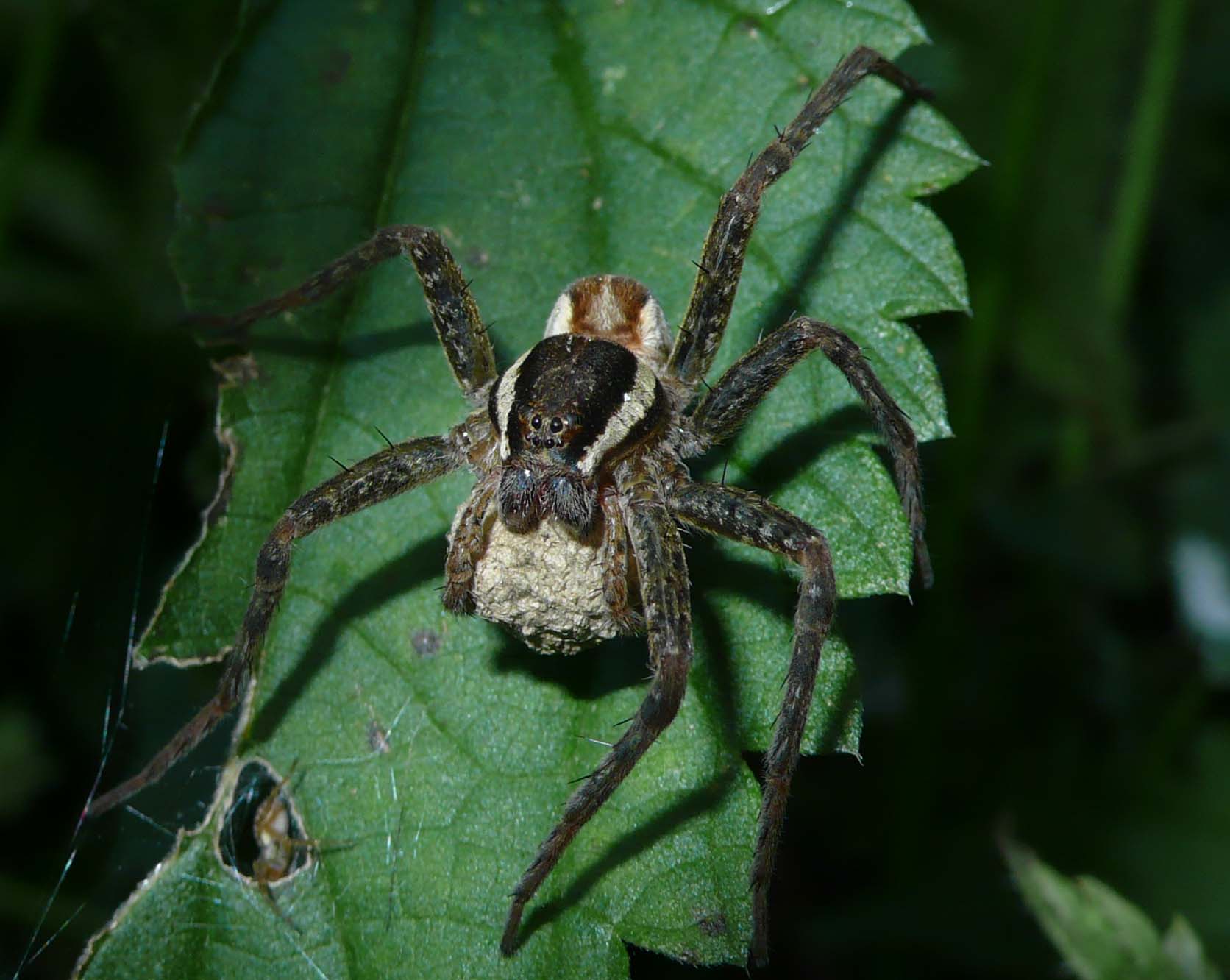 Dolomedes sp.